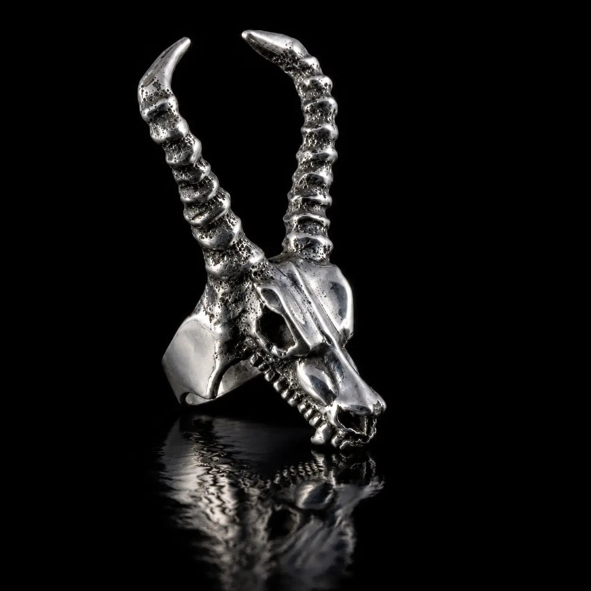 Antelope Skull - Curiouser Collective